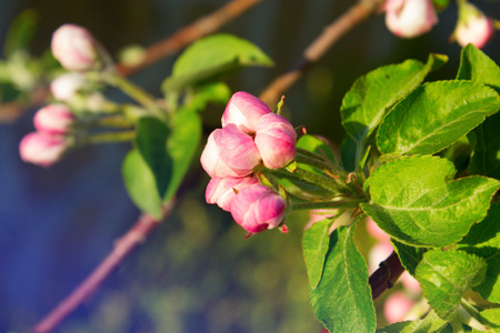 flowers on the fruit tree in nature. apple bloom. The spring sun and blossoming tree. Spring blossomsの写真素材