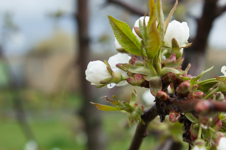 Shoots or buds and open flowers on apple tree in early springの写真素材