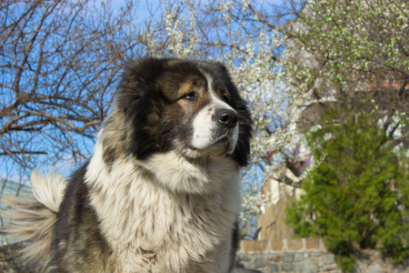 Adult Caucasian Shepherd dogの写真素材