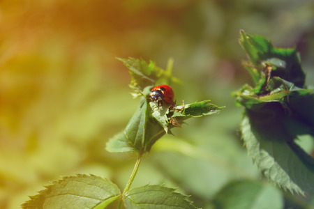 ladybug on a green leafの写真素材