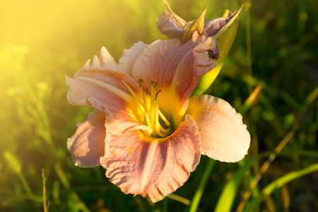 Close up of pink lilly flower.の写真素材