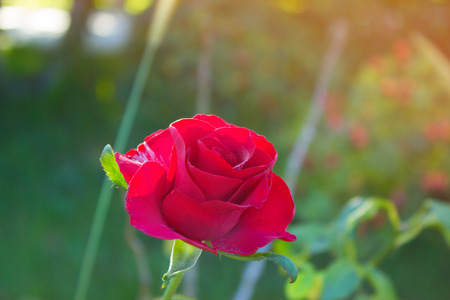 Red Rose on the Branch in the Garden. の写真素材