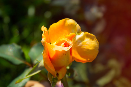 yellow Rose  in the Gardenの写真素材