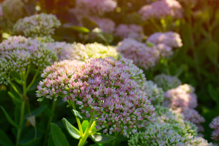 Sedum (Stonecrop) in blossom. Orpine flowers. sedum prominent.  soft autumn flowers in bloomの写真素材
