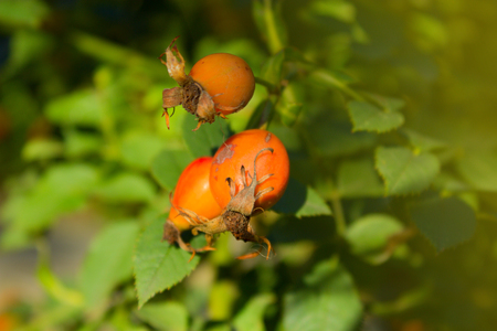 Dog-rose berries. Close-up of dog-rose. Dog rose fruits (Rosa canina) in a gardenの写真素材
