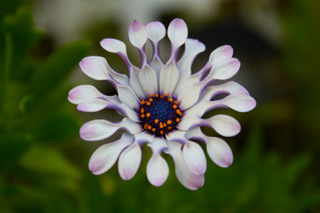Flowers In The Garden At Springtime. little purple flowerの写真素材