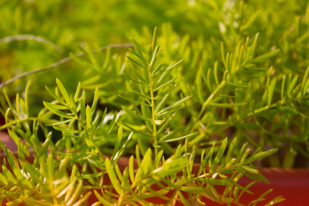 details of green flowers on the green grass