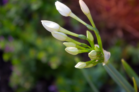 white flowers on the background of green grass. white spring flower on the background of green grassの写真素材