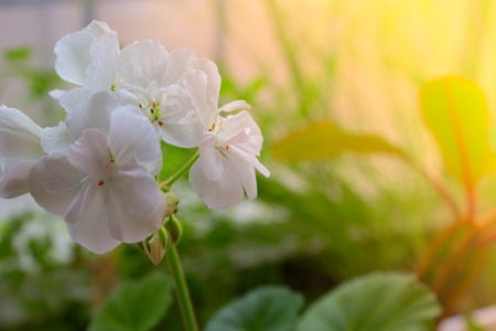 white flowers on the background of green grass. white spring flower on the background of green grassの写真素材