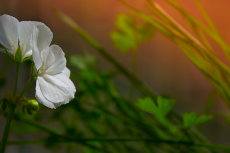 Background with  white geranium flower. blossoming white flower on the windowsill. Place for text.の写真素材