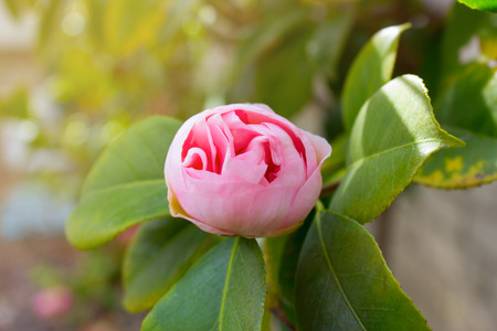 Beautiful blossoming rose flower in the garden.pink rose flowerの写真素材