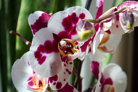Closeup of beautiful orchid - phalaenopsis.の写真素材
