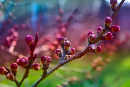 apricot flower bud on a tree branch, branch with tree budsの写真素材