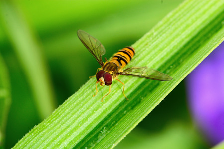 Hoverfly on a green leaf. Macro of honey bee on green leaf