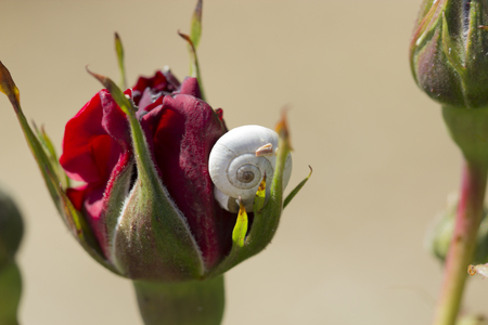 snail  on a red rose. snail on flowerの写真素材