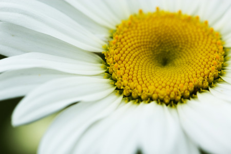 Macro view of beautiful white chamomile flower. White chamomile flower macroの写真素材