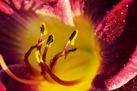Lily flower stamen close up with water drops. lilac lily flower with water drops after rainの写真素材