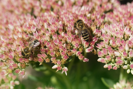 Bee on a flower of the Sedum (Stonecrop) in blossom. Macro of honey bee (Apis) feeding on pink (rose) flower. two beies and autumn flowerの写真素材
