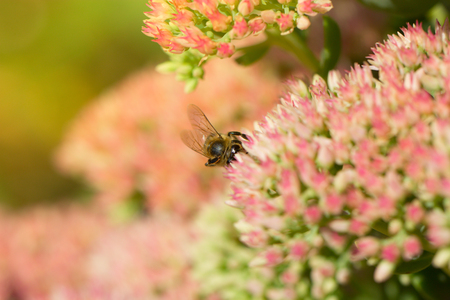 Bee on a flower of the Sedum (Stonecrop) in blossom. Macro of honey bee (Apis) feeding on pink (rose) flowerの写真素材
