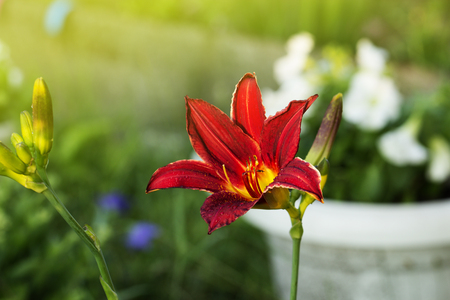 lilac lily flower with water drops after rain. wet red-yellow  lilyの写真素材