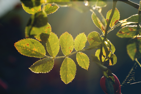 autumn nature background. Leaves of dog roses  at sunset in garden or park. Pretty autumn nature backgroundの写真素材