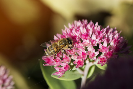 Bee on a flower of the Sedum (Stonecrop) in blossom. Macro of honey bee (Apis) feeding on pink (rose) flowerの写真素材