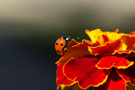 ladybird on an orange flower. Ladybug on orange flower petals