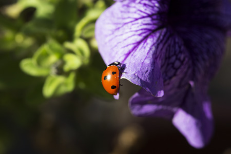 ladybird on a purple (lilac) flower. Ladybug and purple (lilac) flowerの写真素材