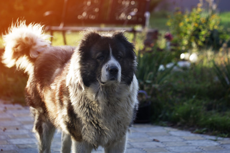 Adult Caucasian Shepherd dog  in the yard. Fluffy Caucasian shepherd dog in the yardの写真素材