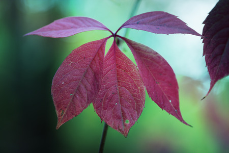 Autumn foliage, red leaves on the trees. Autumn, autumnal ornament, texture or backgroundの写真素材