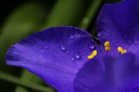 purple (violet) spring flowers with water drops. a close-up shot of droplets on a spring flowerの写真素材