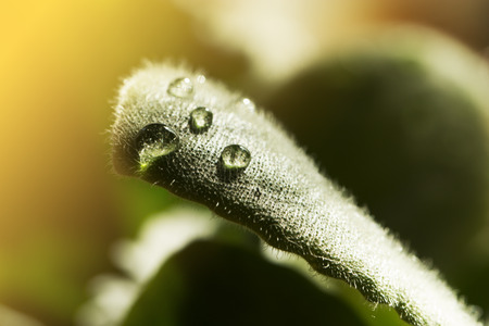 background of dew drops on bright green leaf. green leaf with dew drops closeup. Nature Backgroundの写真素材
