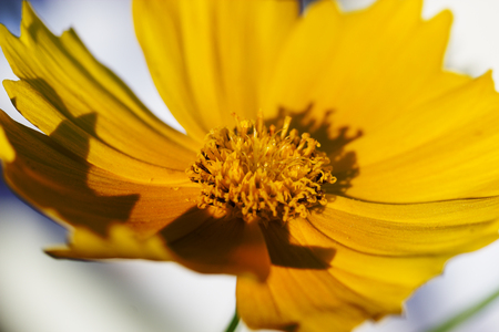 cute yellow summer flower.delicate yellow flower. fragile delicate yellow flower. summer backgroundの写真素材