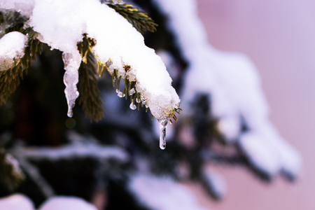  The frozen droplets of ice on spruce needles.Background for Christmas cards - fir branch with snow in a winter sunny day.の写真素材