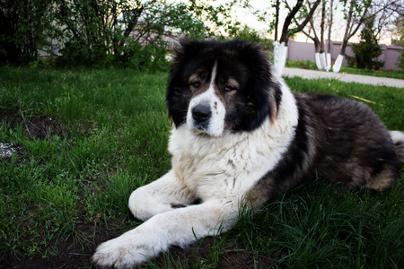 Caucasian Shepherd, a large guard dog. Fluffy Caucasian shepherd dog is lying on a green grassの写真素材