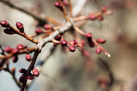 apricot flower bud on a tree branch branch with tree buds. Blossom tree over nature background. Spring flowers. Spring Background.の写真素材