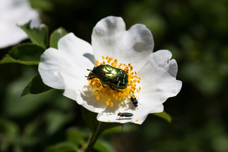 Green Rose Chafer (Cetonia Aurata) is feeding on a flowers. The may beetle basks in the sun on a flower of wild roseの写真素材