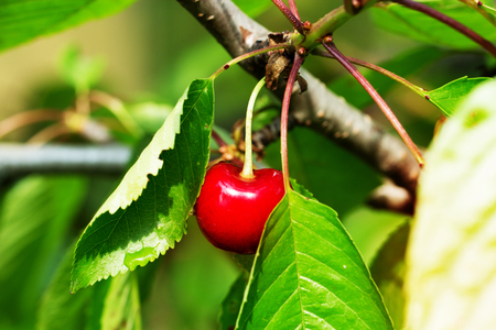 isolated red cherries on tree in cherry orchard. Red yummy cherries on the tree. Close up.の写真素材