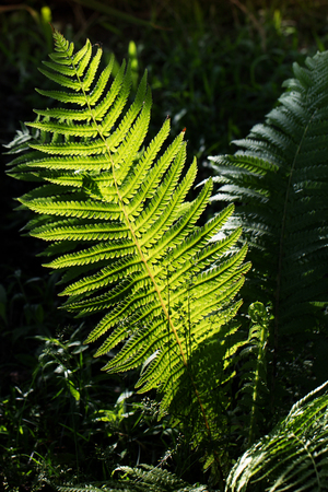 View on green Fern leaves under sunlight in the woods. Ferns in the morning light. Plants in the Forest. Growing Fernsの写真素材