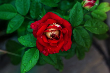 rose macro with water drops floral background.Blossom rose with water drops of rain on green background flowers の写真素材