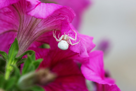 A macro photo of a goldenrod crab spider or flower crab spider (Misumena vatia). の写真素材