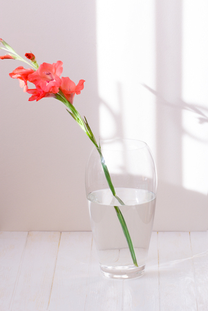Beautiful flowers in glass vase, closeup. single pink gladiolus in a glass vase with water isolated on white background with shadowsの写真素材