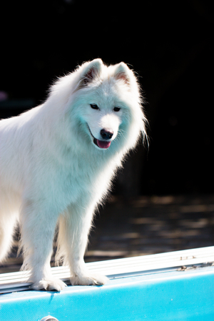 close up on Samoyed dog in a gardenの写真素材