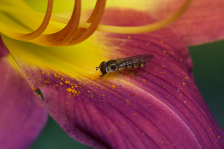 day lily flowers and bee. parasitic wasp collecting nectar on a day lilyの写真素材