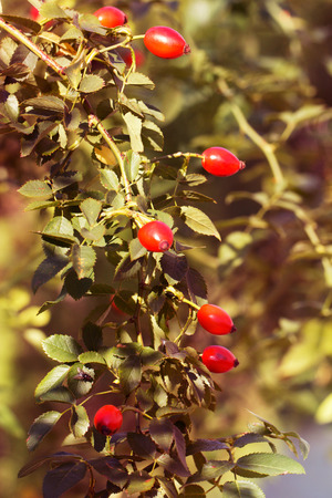 Red berry of dogrose (dog-bramble) in the autumn garden. autumn branches of a bush of a dogrose with red fruitsの写真素材