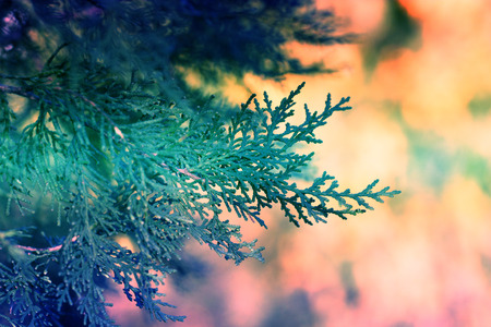 Cypress branch in rim sunlight with copy space. background with branches arborvitae thuja evergreen...