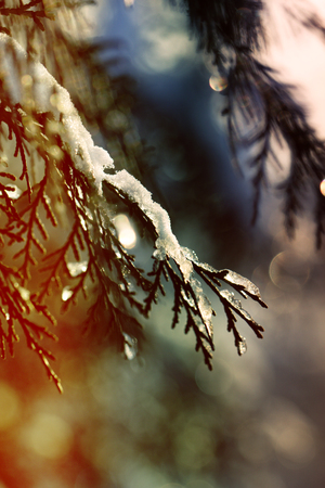 Juniper bushes in the snow. First snow. Snow in the garden on the coniferous bushes. Green juniper sprout under snowの写真素材