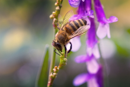 purple or lilac flower with a bee collecting pollen or nectar. Purple flower like a daisy in flower...