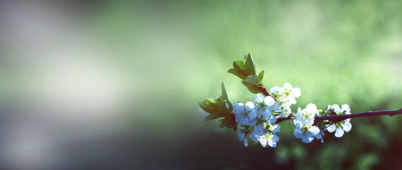 flowers on the branches of a tree cherry spring. blossoming branch close-up. Floral image for spring...