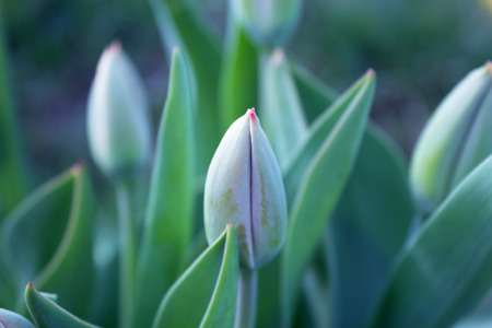 Tulips. Flower background. Flowers photo concept. Holidays photo concept.Flowers. Flower background. Copyspaceの写真素材